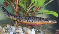 Triturus alpestris - Alpine Newt