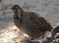 Tympanuchus cupido - Greater Prairie-chicken