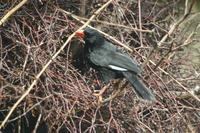 Bubalornis niger - Red-billed Buffalo Weaver