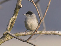 Sylvia atricapilla - Blackcap