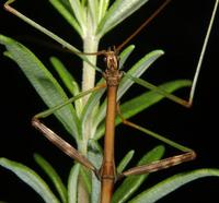 Image of: Diapheromera femorata (common walkingstick)