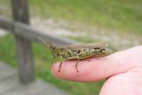 Image of: Melanoplus differentialis (differential grasshopper)