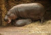 Hexaprotodon liberiensis - Pygmy Hippopotamus