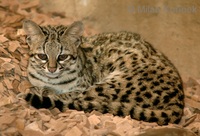 Leopardus tigrinus - Little Spotted Cat