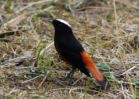 Image of: Chaimarrornis leucocephalus (white-capped water-redstart)