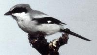 Image of: Lanius ludovicianus  (loggerhead shrike)