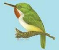 Image of: Todus mexicanus (Puerto Rican tody)