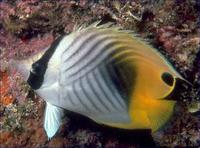Image of: Chaetodon auriga (threadfin butterflyfish)