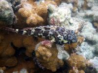 Image of: Cirrhitus pinnulatus (oopukai)