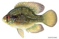 Image of: Enneacanthus gloriosus (bluespotted sunfish)