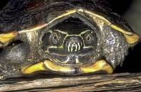 Image of: Malayemys subtrijuga (Malayan snail-eating turtle)