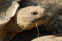 Geochelone sulcata - African Spurred Tortoise