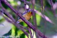Black-eared Shrike Babbler - Pteruthius melanotis