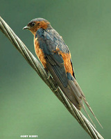 Striated Swallow - Hirundo striolata