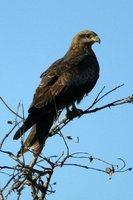 Black Kite