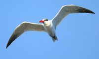 Caspian Tern