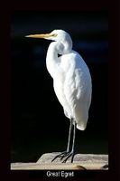 Intermediate Egret