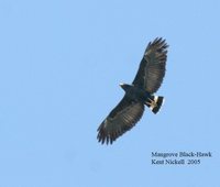 Mangrove Black-Hawk - Buteogallus subtilis