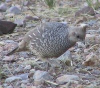 Scaled Quail - Callipepla squamata