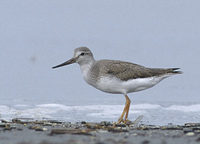 Terek Sandpiper (Xenus cinereus) photo