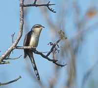 Mangrove Cuckoo (Coccyzus minor) photo