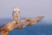 Snowy Owl (Nyctea scandiaca) photo