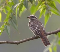 Variegated Flycatcher (Empidonomus varius) photo