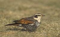 Dusky Thrush (Turdus naumanni) photo