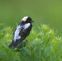 Bobolink (Dolichonyx oryzivorus) photo