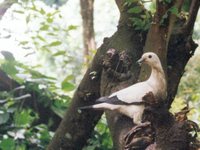 Pied Imperial-Pigeon - Ducula bicolor