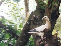 Pied Imperial-Pigeon - Ducula bicolor