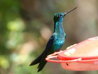 Great Sapphirewing - Pterophanes cyanopterus