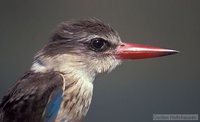 Brown-hooded Kingfisher - Halcyon albiventris