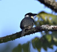 Black-breasted Puffbird - Notharchus pectoralis