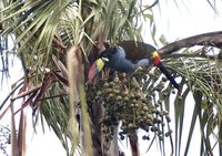 Gray-breasted Mountain-Toucan - Andigena hypoglauca