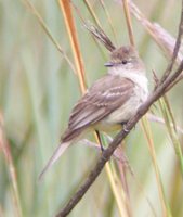 Southern Scrub-Flycatcher - Sublegatus modestus