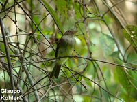 Euler's Flycatcher - Lathrotriccus euleri