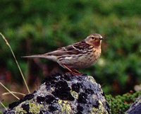 Red-throated Pipit - Anthus cervinus