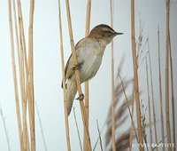 Sedge Warbler - Acrocephalus schoenobaenus