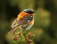 Rufous-backed Redstart - Phoenicurus erythronota