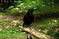 Pied Currawong - Strepera graculina