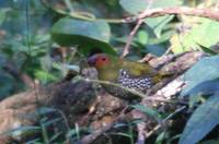 Green-backed Twinspot - Mandingoa nitidula