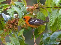 Flame-colored Tanager - Piranga bidentata