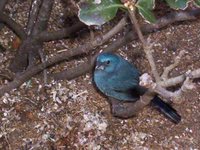 Glaucous-blue Grosbeak - Cyanoloxia glaucocaerulea