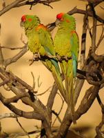 Red-fronted Macaw