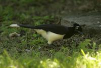 *NEW* Plush-crested Jay