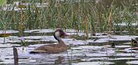 Brazilian Teal Amazonetta brasiliensis (seen en-route)