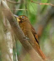 A Tawny-winged Woodcreeper photographed during a FONT Guatemala tour