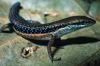 Skink Carlia Australia leaf litter Dry forest