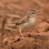 Tawny-flanked Prinia  (Prinia subflava)